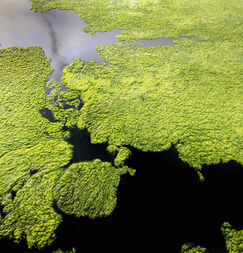 Eau piscine verte rattrapage algues